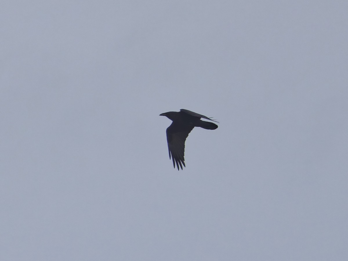 Erroi handia - ML645372593