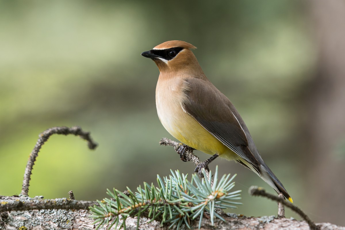 Cedar Waxwing - ML645372602