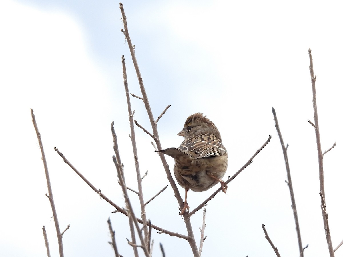 Golden-crowned Sparrow - ML645372603