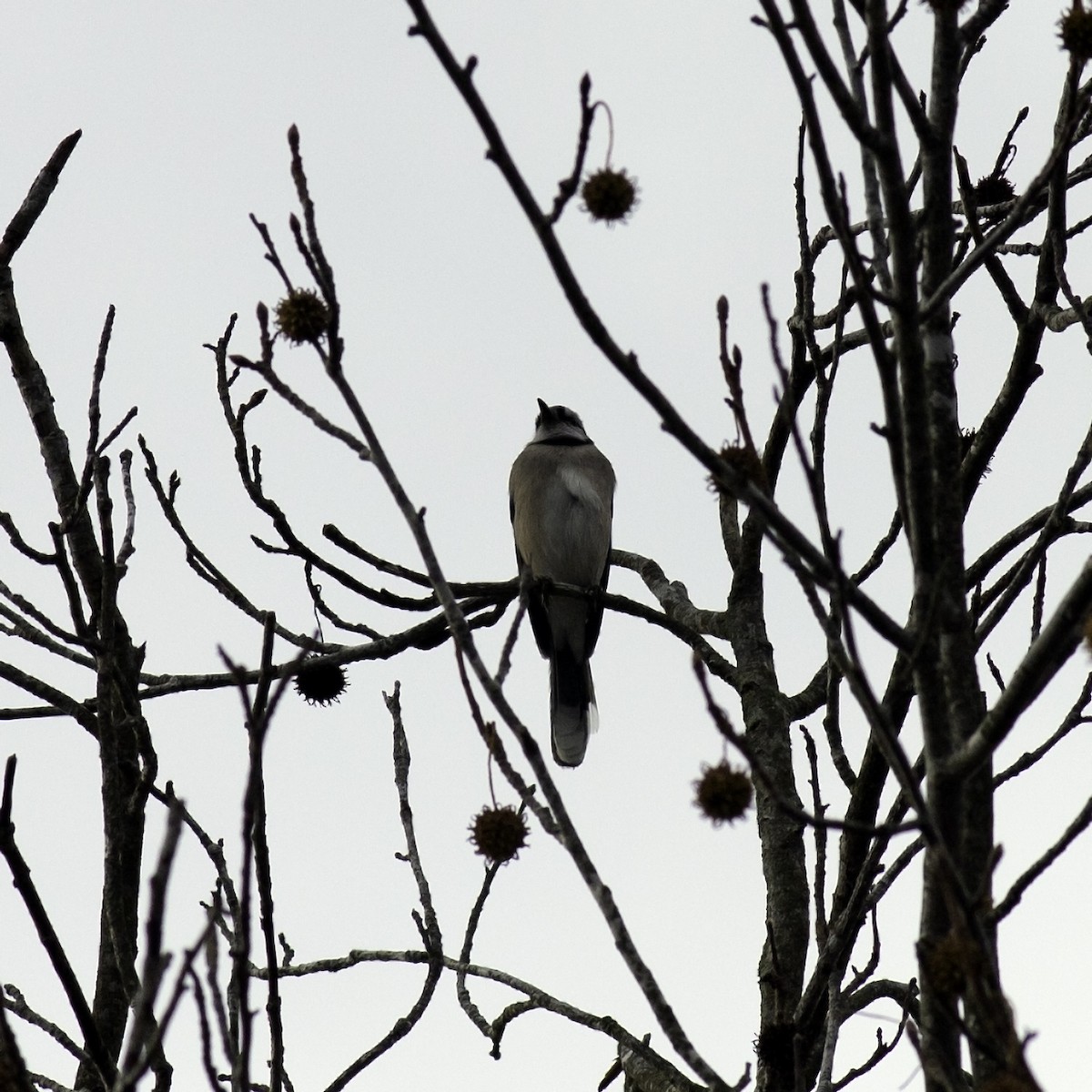 Blue Jay - ML645372605