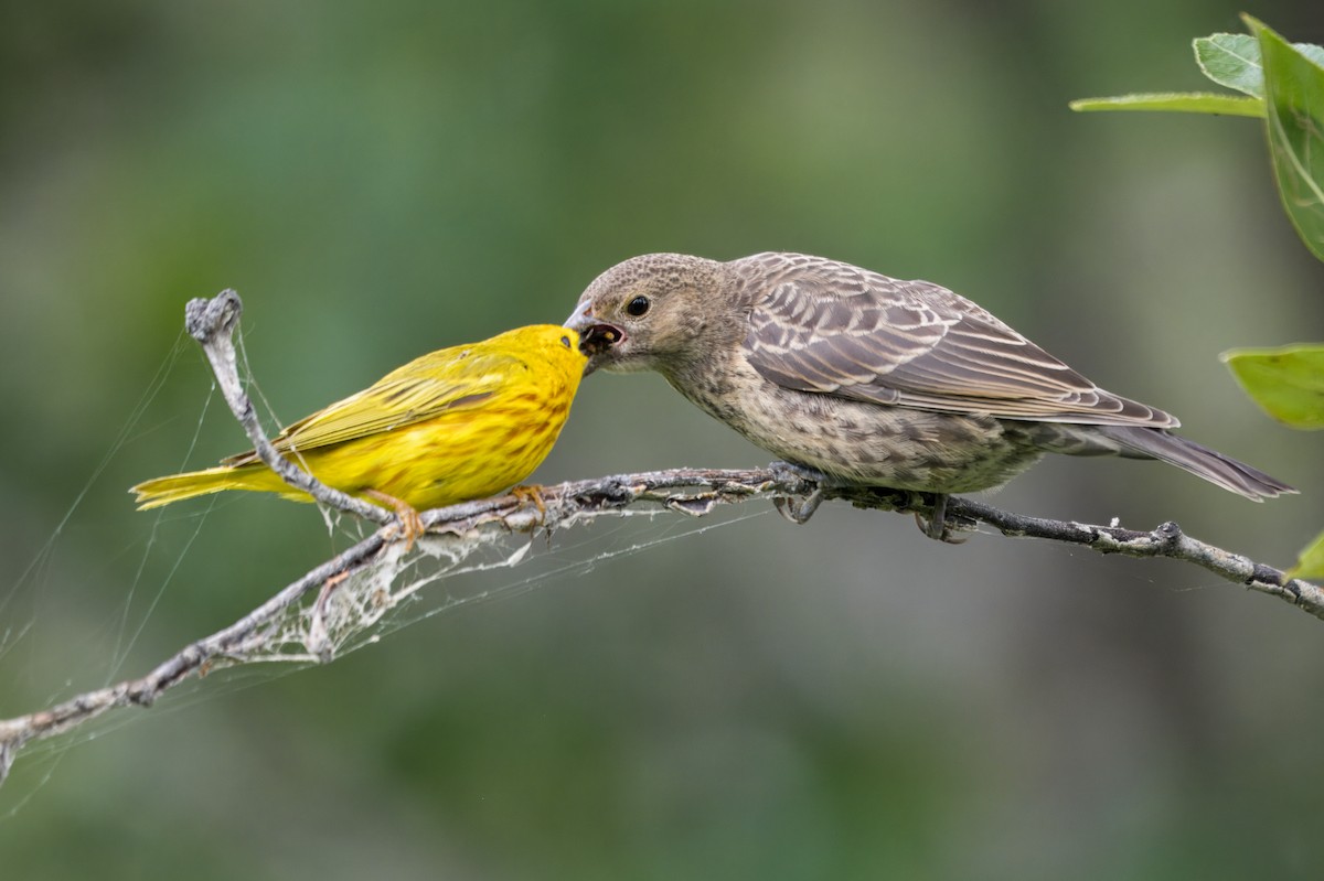 brunhodetrupial - ML645372610