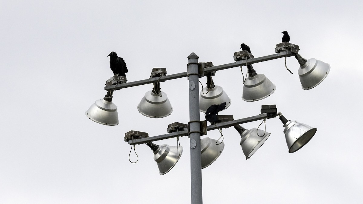 Катарта чорна - ML645372611