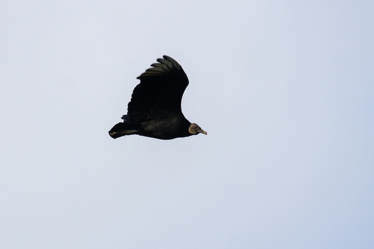 Катарта чорна - ML645372612