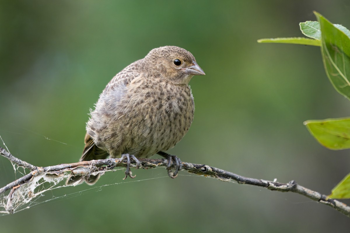 brunhodetrupial - ML645372618