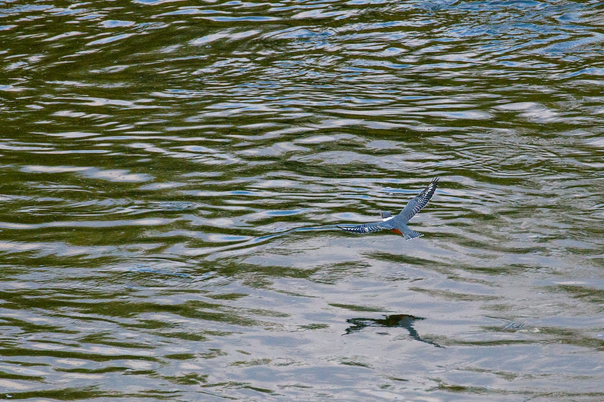 Ringed Kingfisher - ML645372628