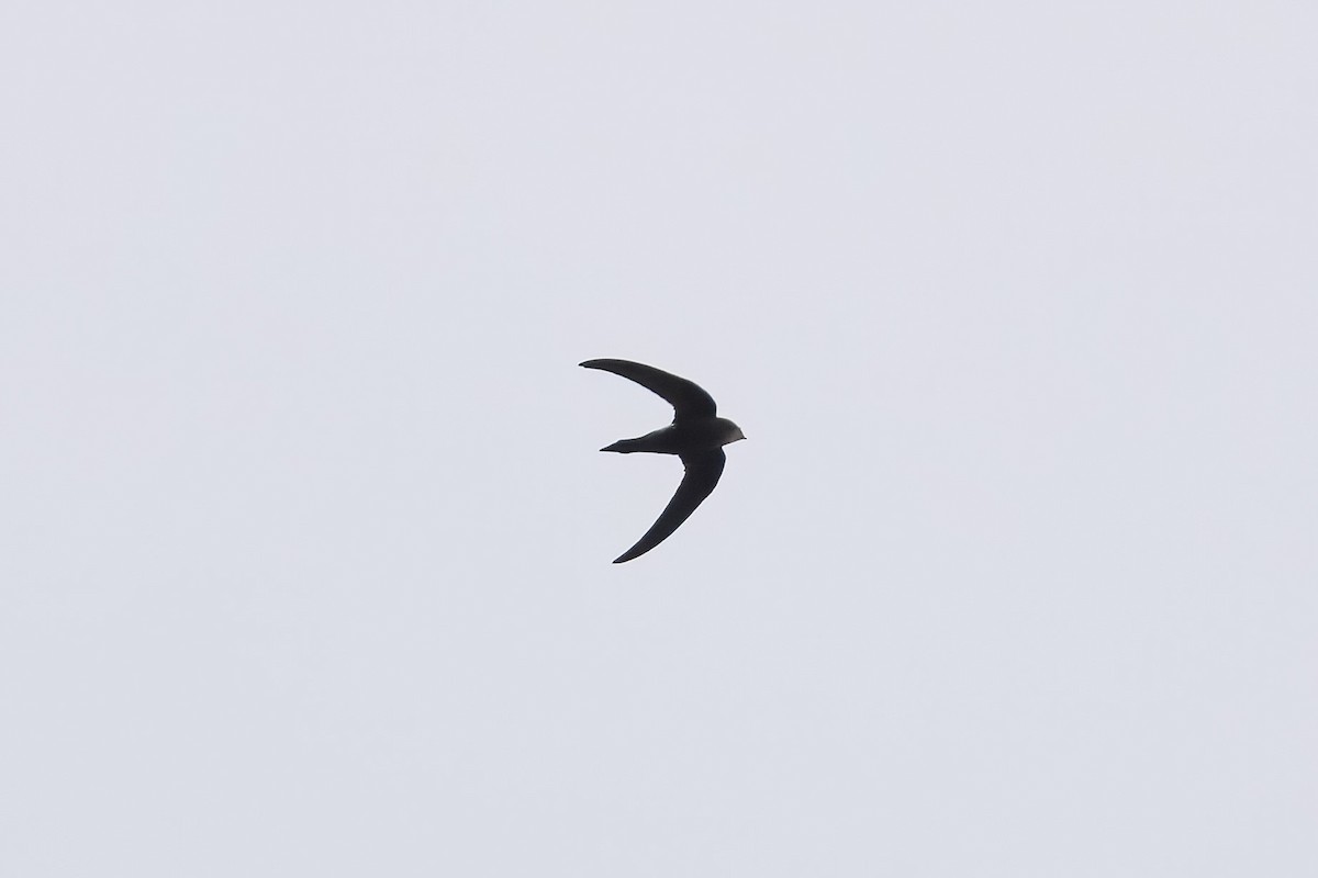 Pacific Swift - ML645372630