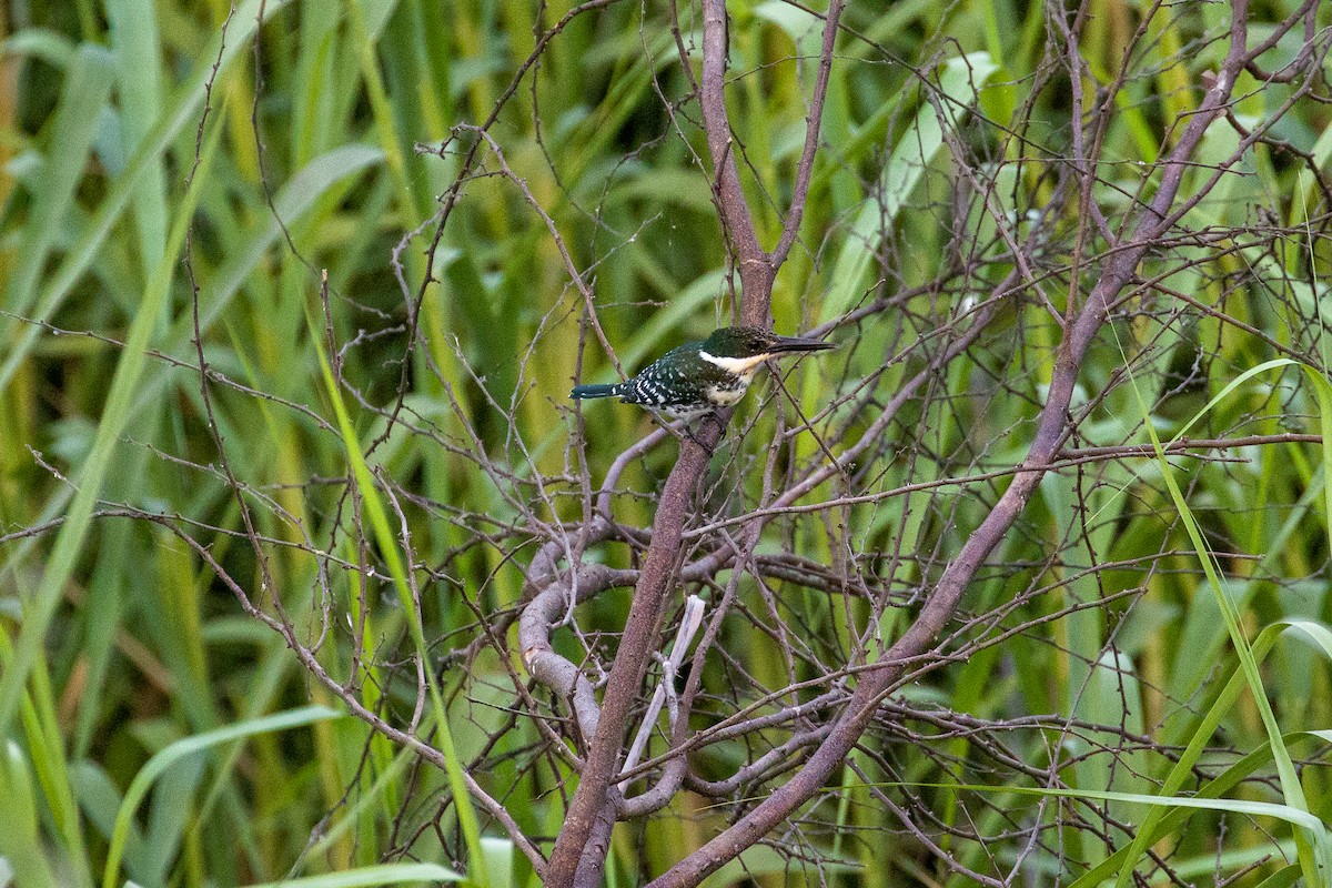 Green Kingfisher - ML645372633