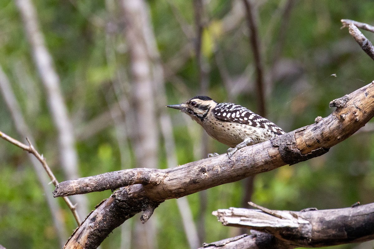Ladder-backed Woodpecker - ML645372641