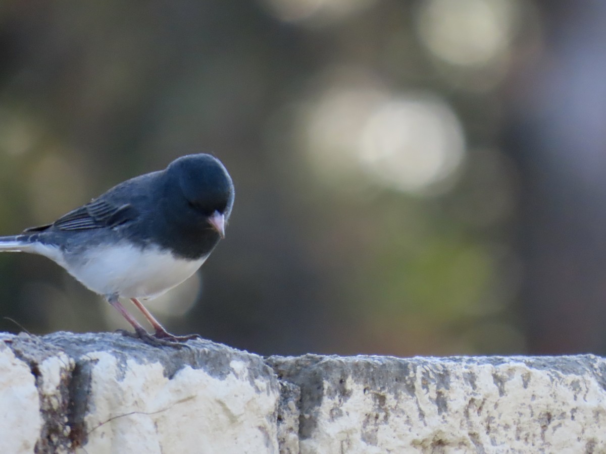 Dark-eyed Junco - ML645372648