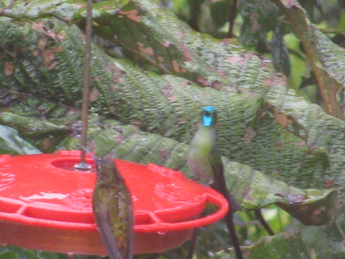 Long-tailed Sylph - ML645372649