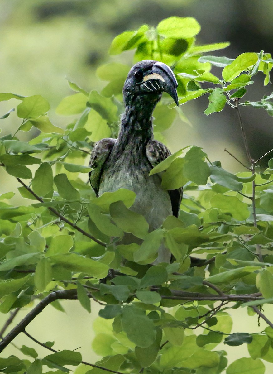 African Gray Hornbill - ML645372650