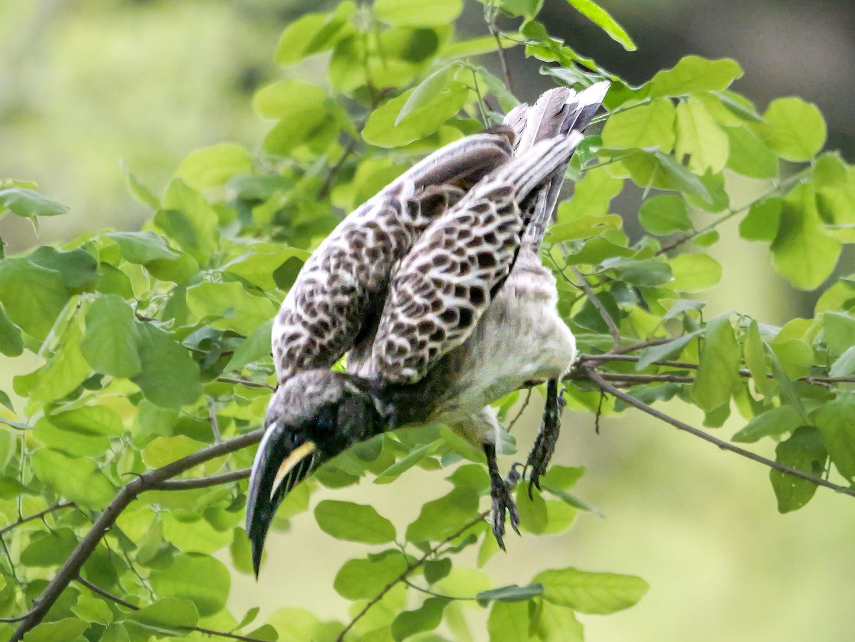 African Gray Hornbill - ML645372651