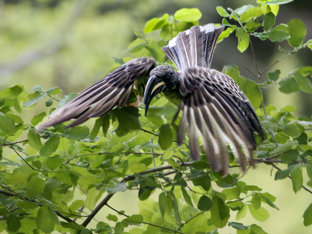 African Gray Hornbill - ML645372652
