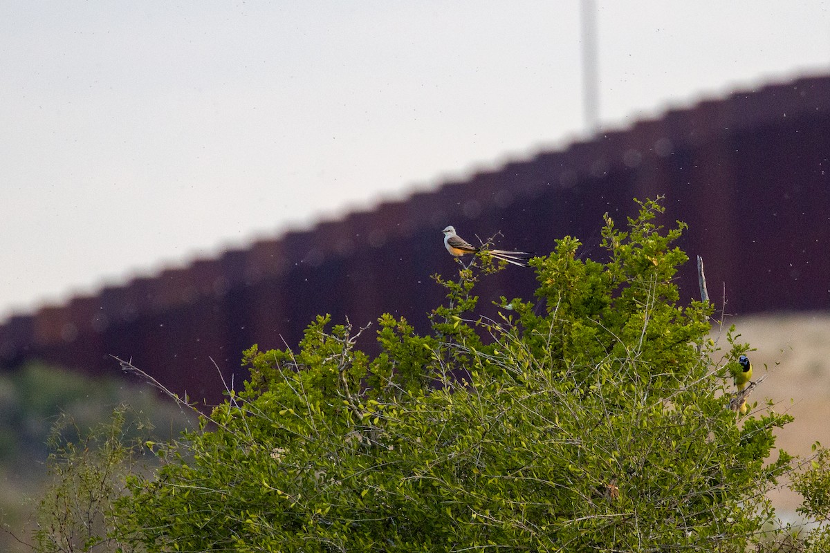 Scissor-tailed Flycatcher - ML645372654