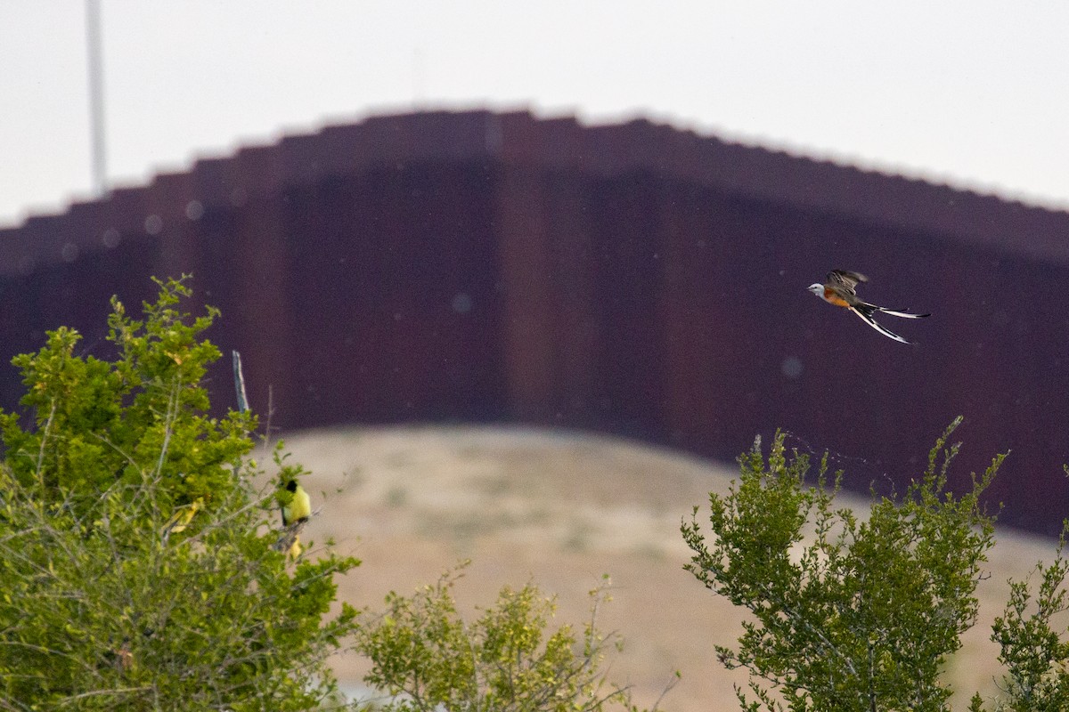 Scissor-tailed Flycatcher - ML645372655