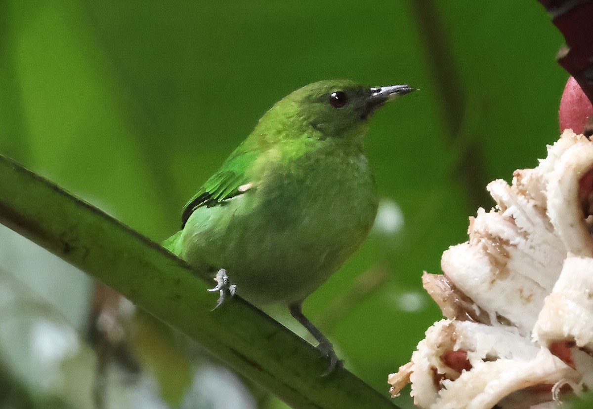 Green Honeycreeper - ML645372656