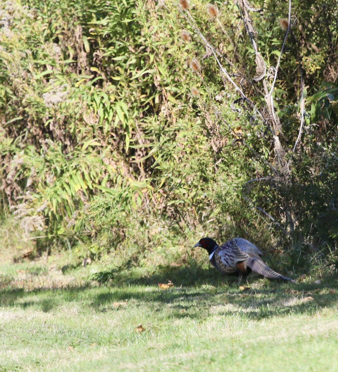 Ring-necked Pheasant - ML645372658