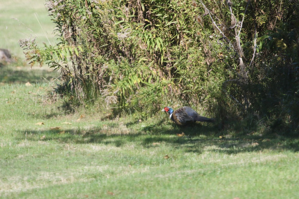 Ring-necked Pheasant - ML645372659