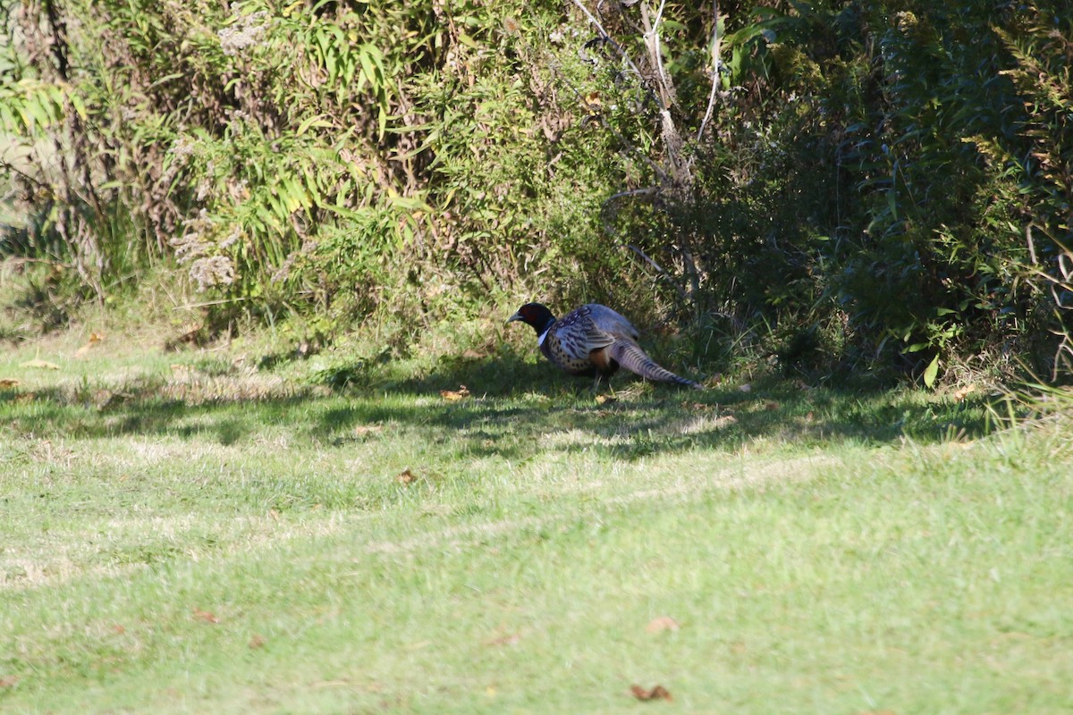 Ring-necked Pheasant - ML645372660