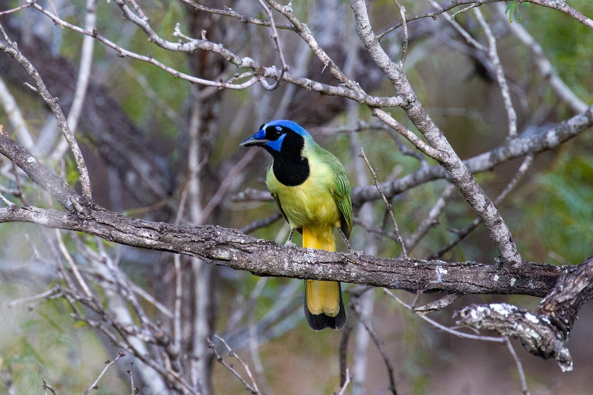 Green Jay - ML645372663