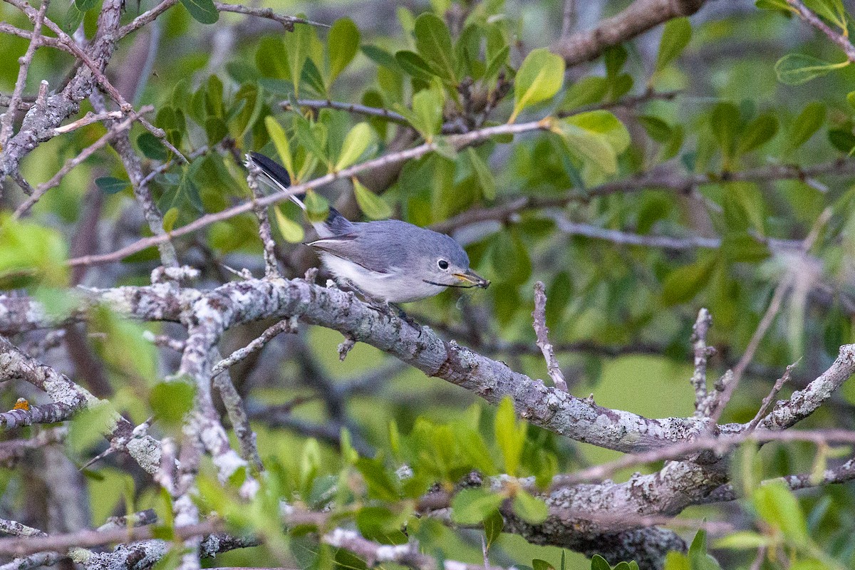 Blue-gray Gnatcatcher - ML645372666