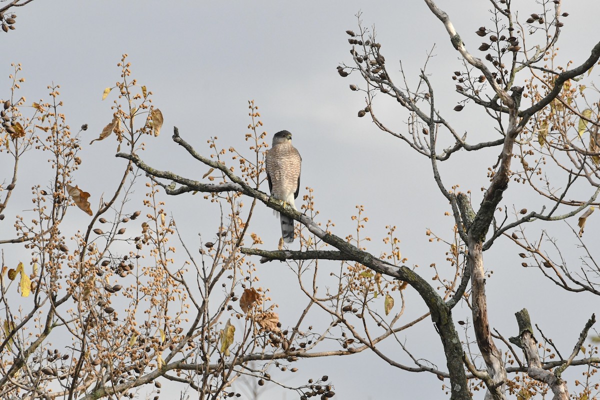 Cooper's Hawk - ML645372667