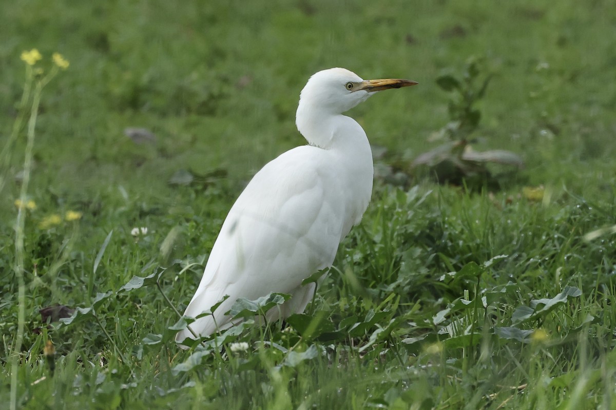 Western Cattle-Egret - ML645372668