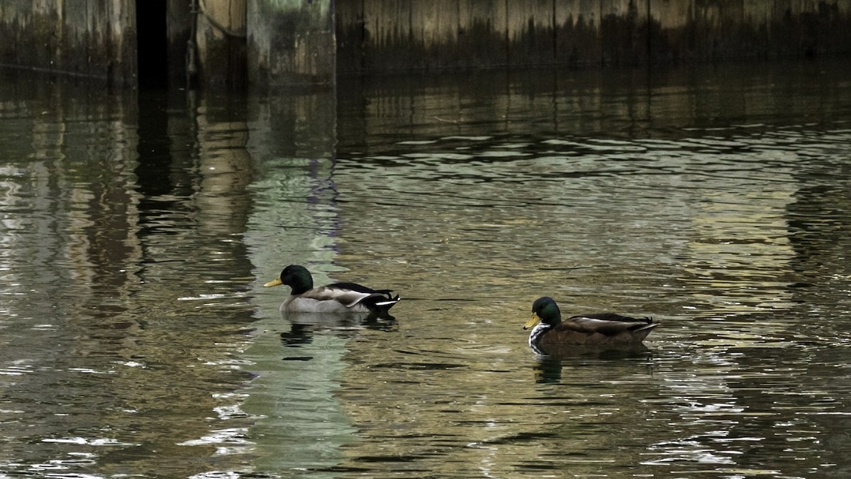 Mallard (Domestic type) - ML645372669