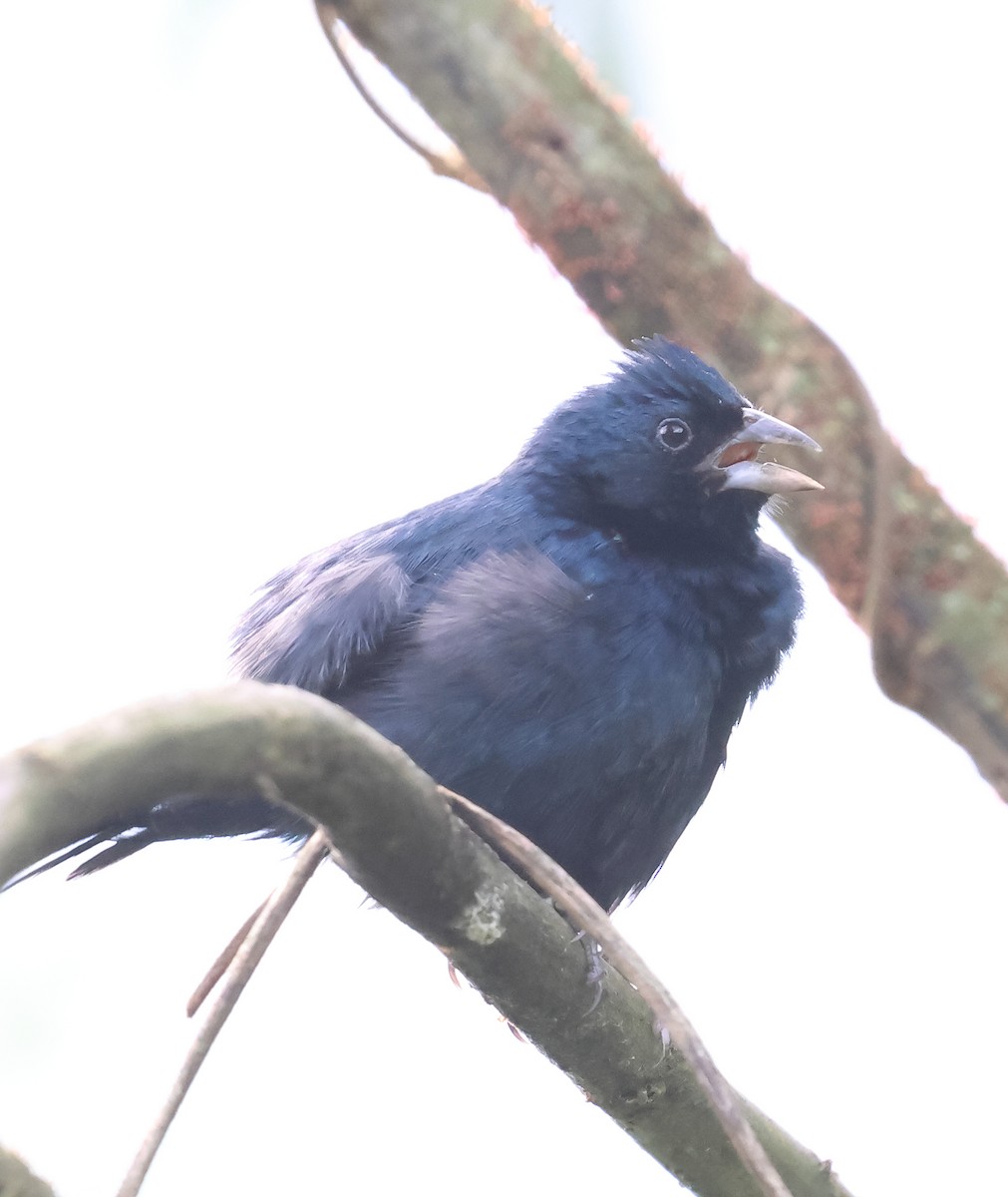 Blue-black Grassquit - ML645372670