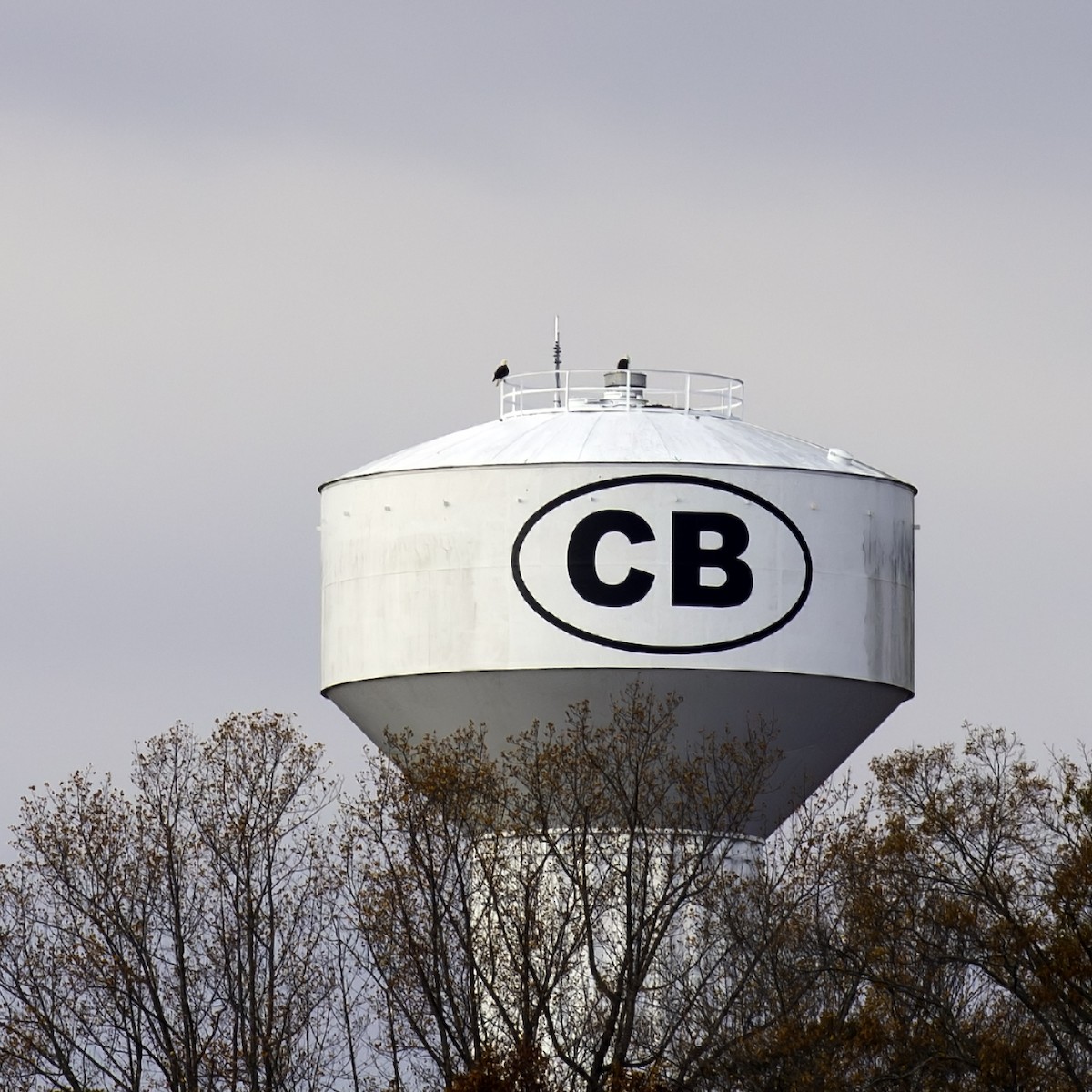 Bald Eagle - ML645372671