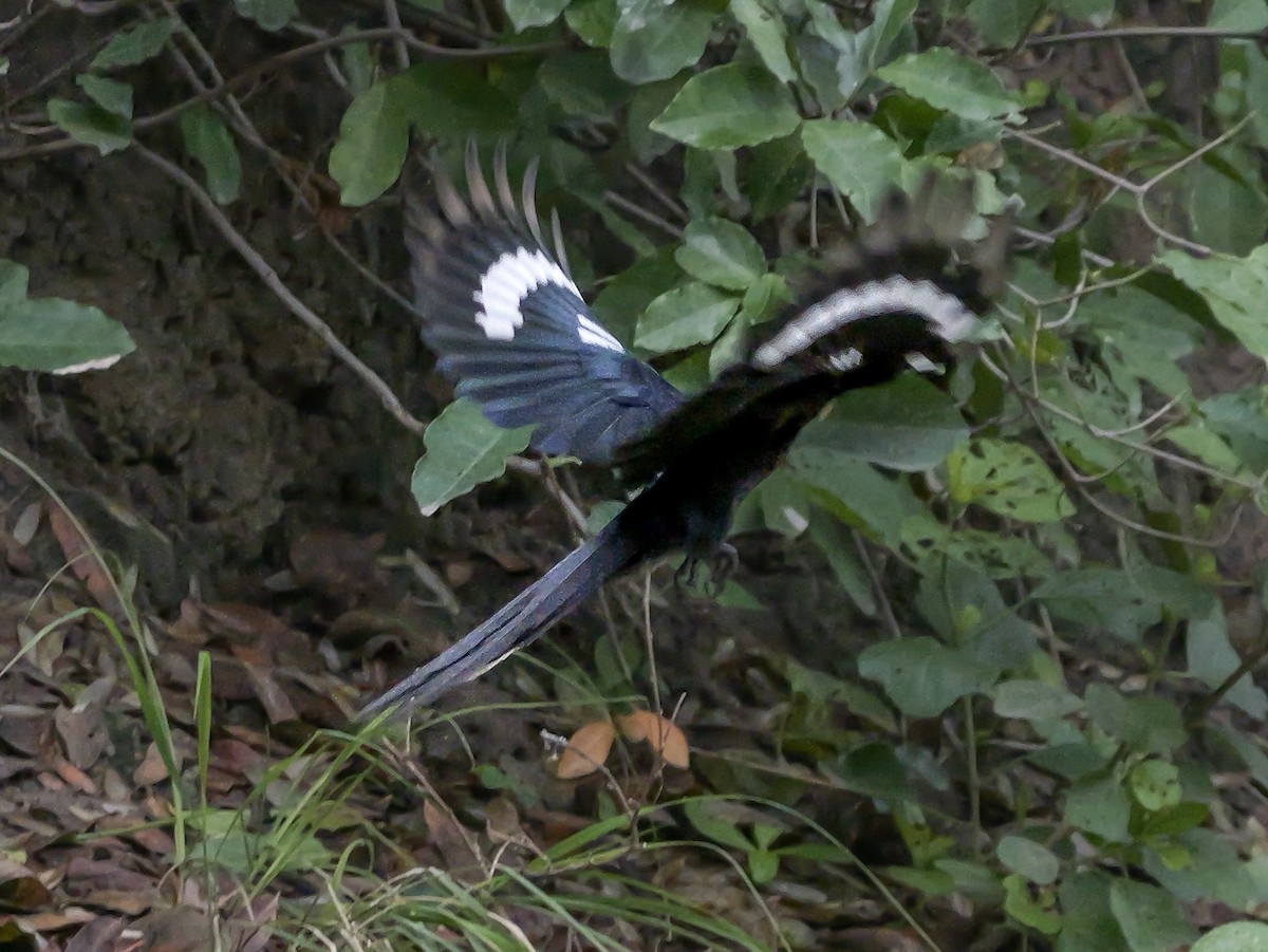 Common Scimitarbill - ML645372672