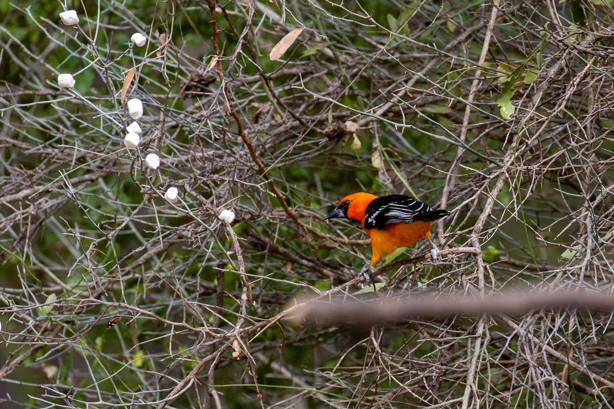 Altamira Oriole - ML645372673