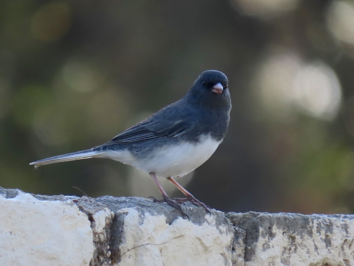 Dark-eyed Junco - ML645372674