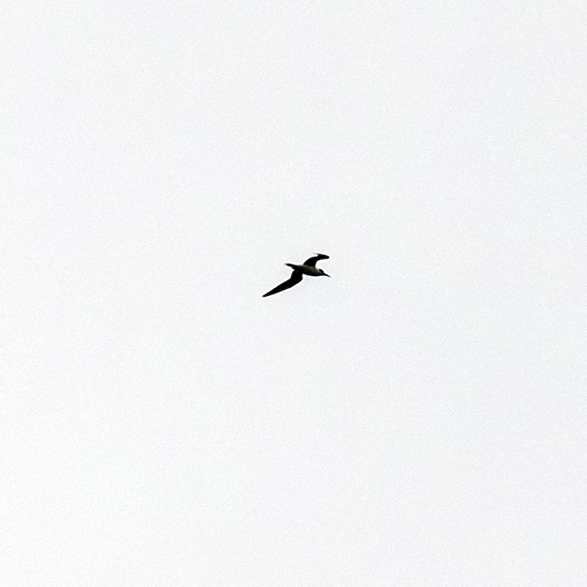 Forster's Tern - ML645372676