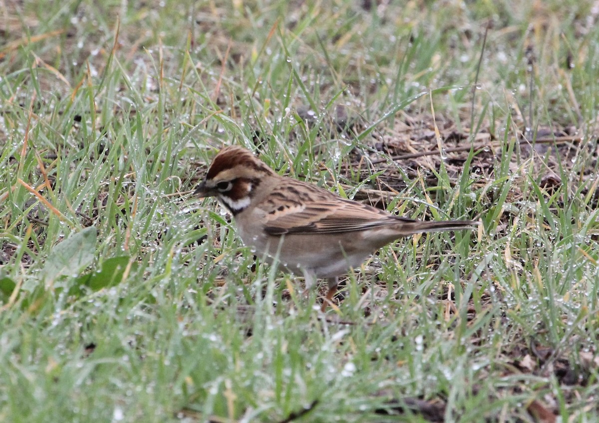 Lark Sparrow - ML645372677