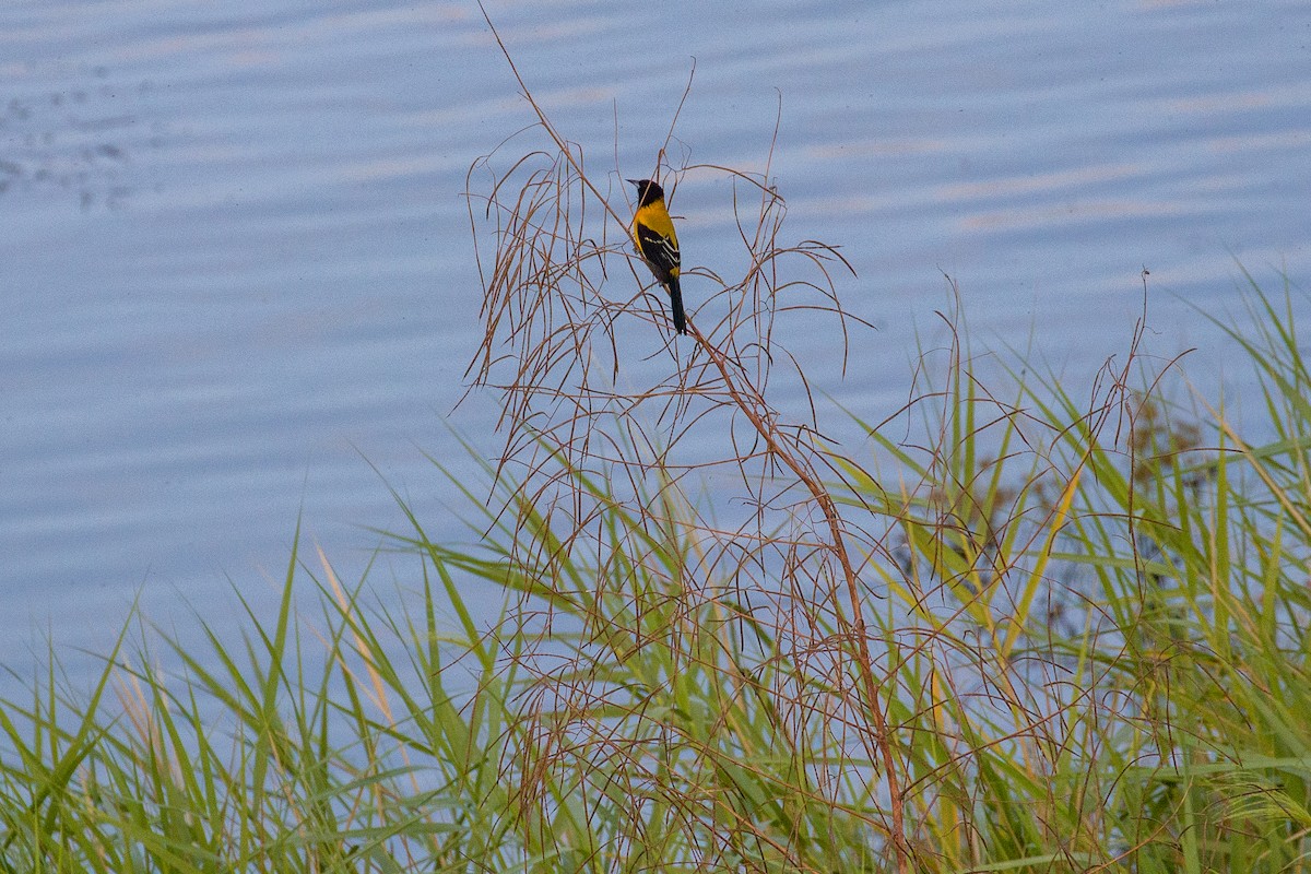 Audubon's Oriole - ML645372678