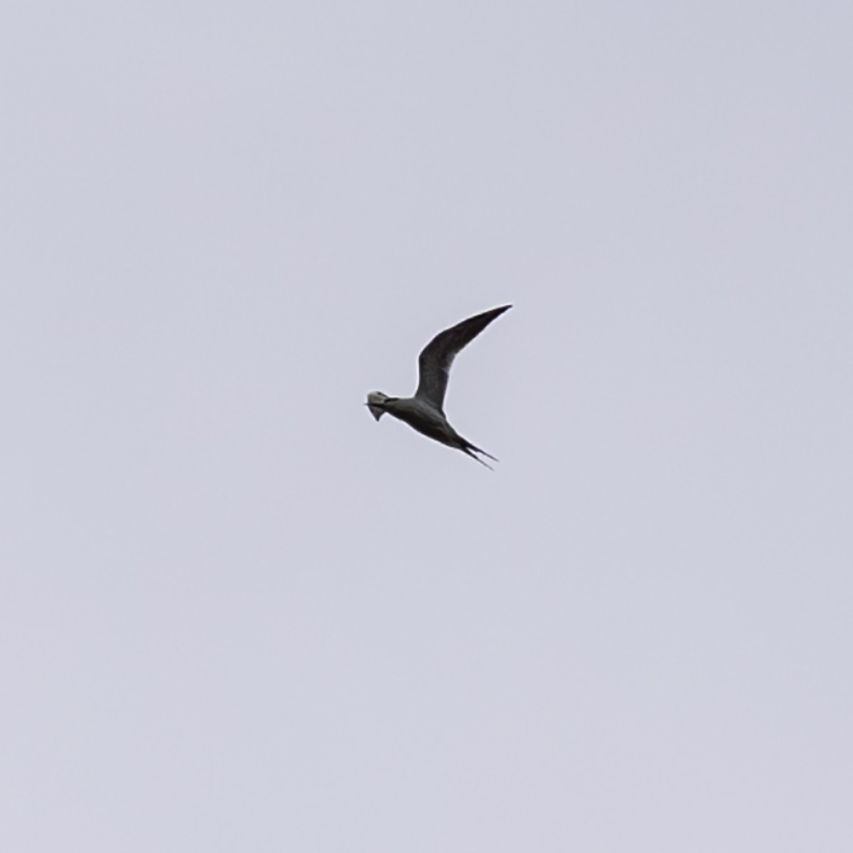Forster's Tern - ML645372680