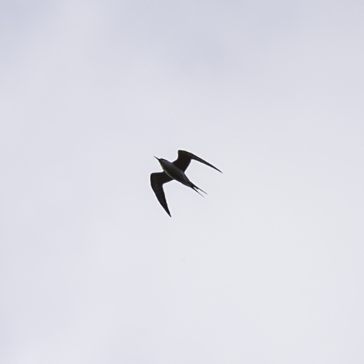 Forster's Tern - ML645372682