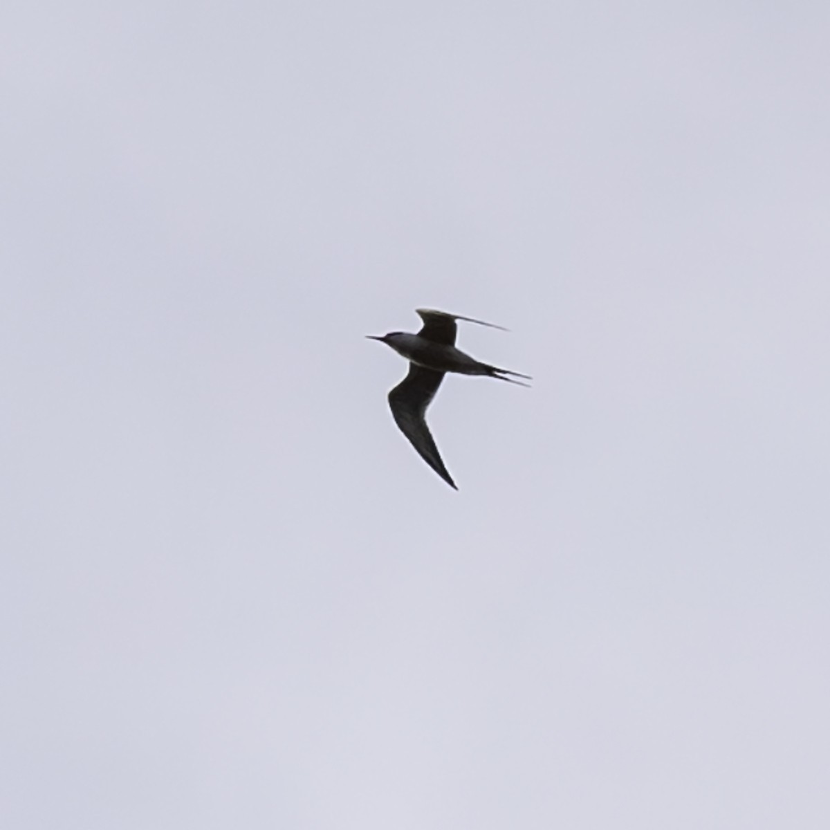 Forster's Tern - ML645372683