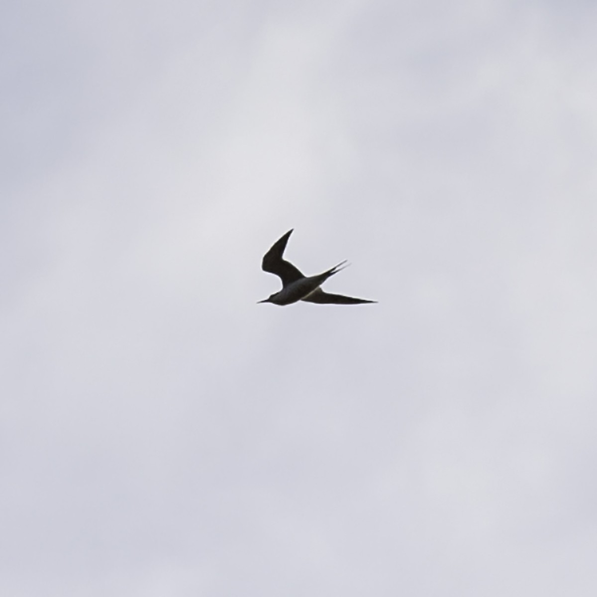 Forster's Tern - ML645372684