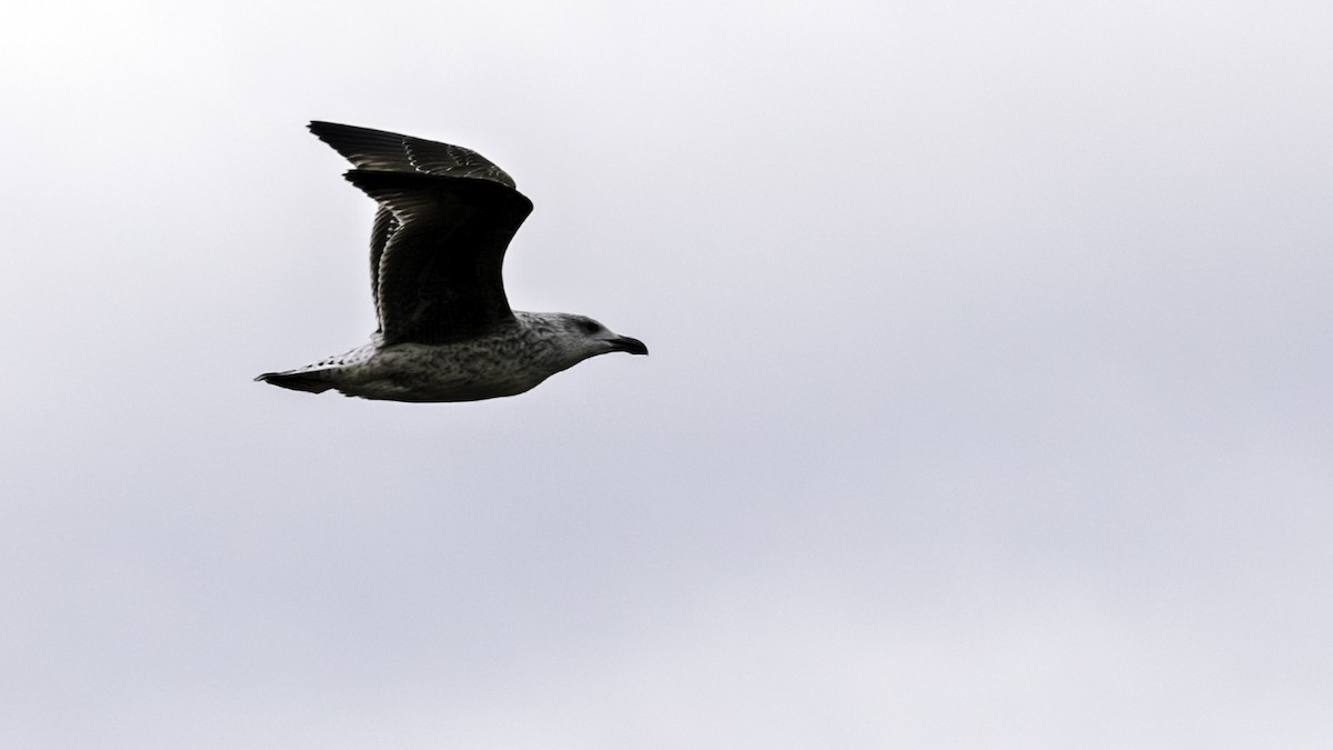 Gavión Atlántico - ML645372686