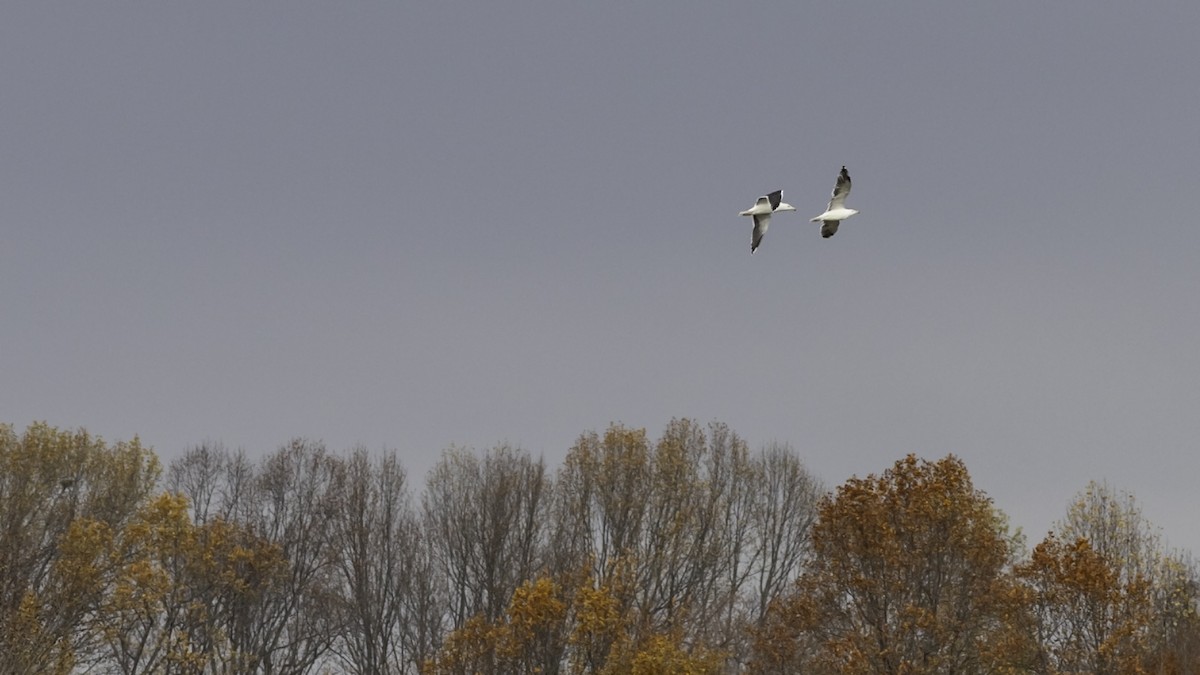 Gavión Atlántico - ML645372689