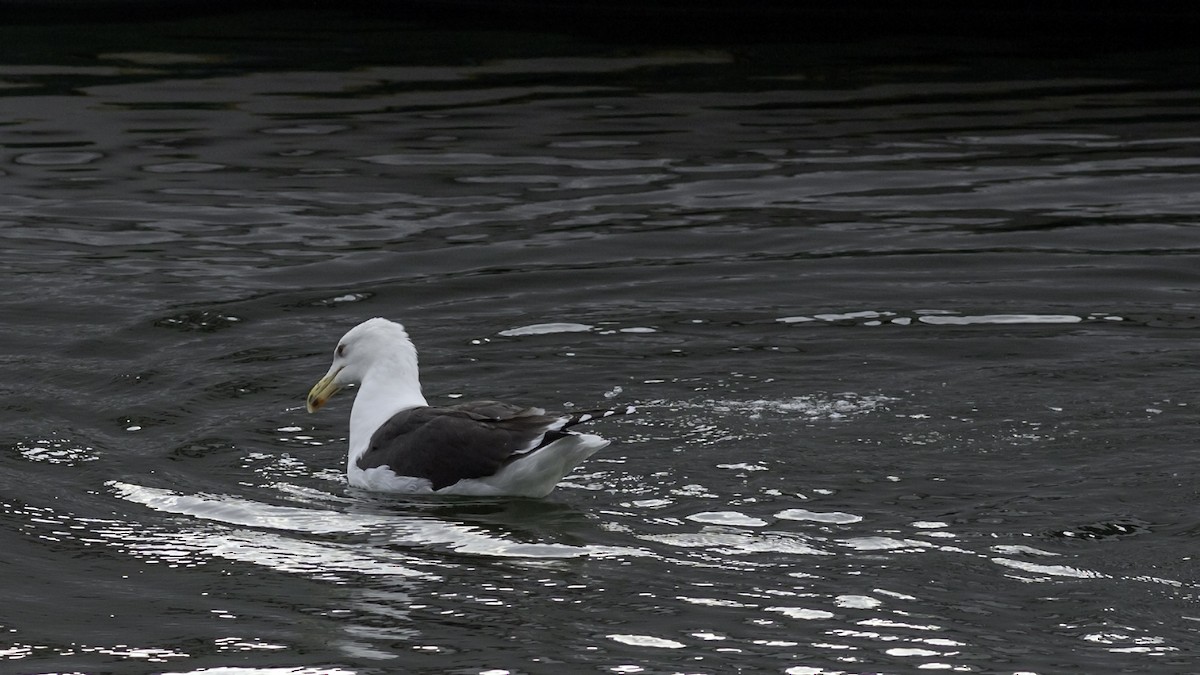 Gavión Atlántico - ML645372692