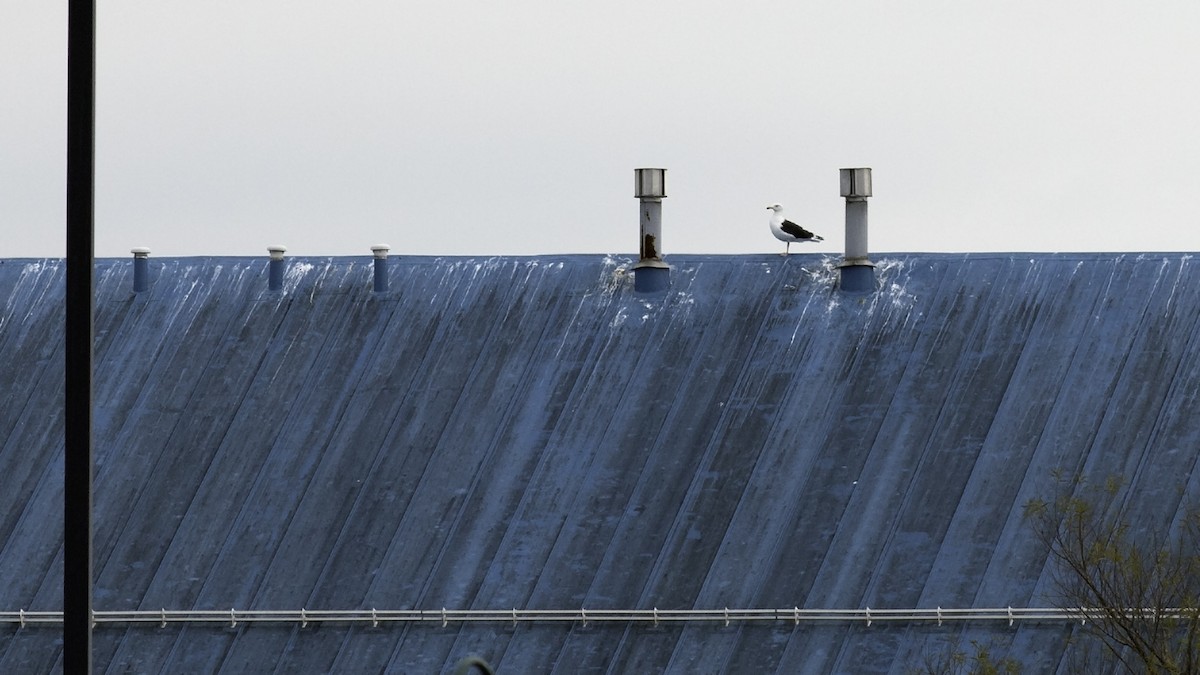 Gavión Atlántico - ML645372693