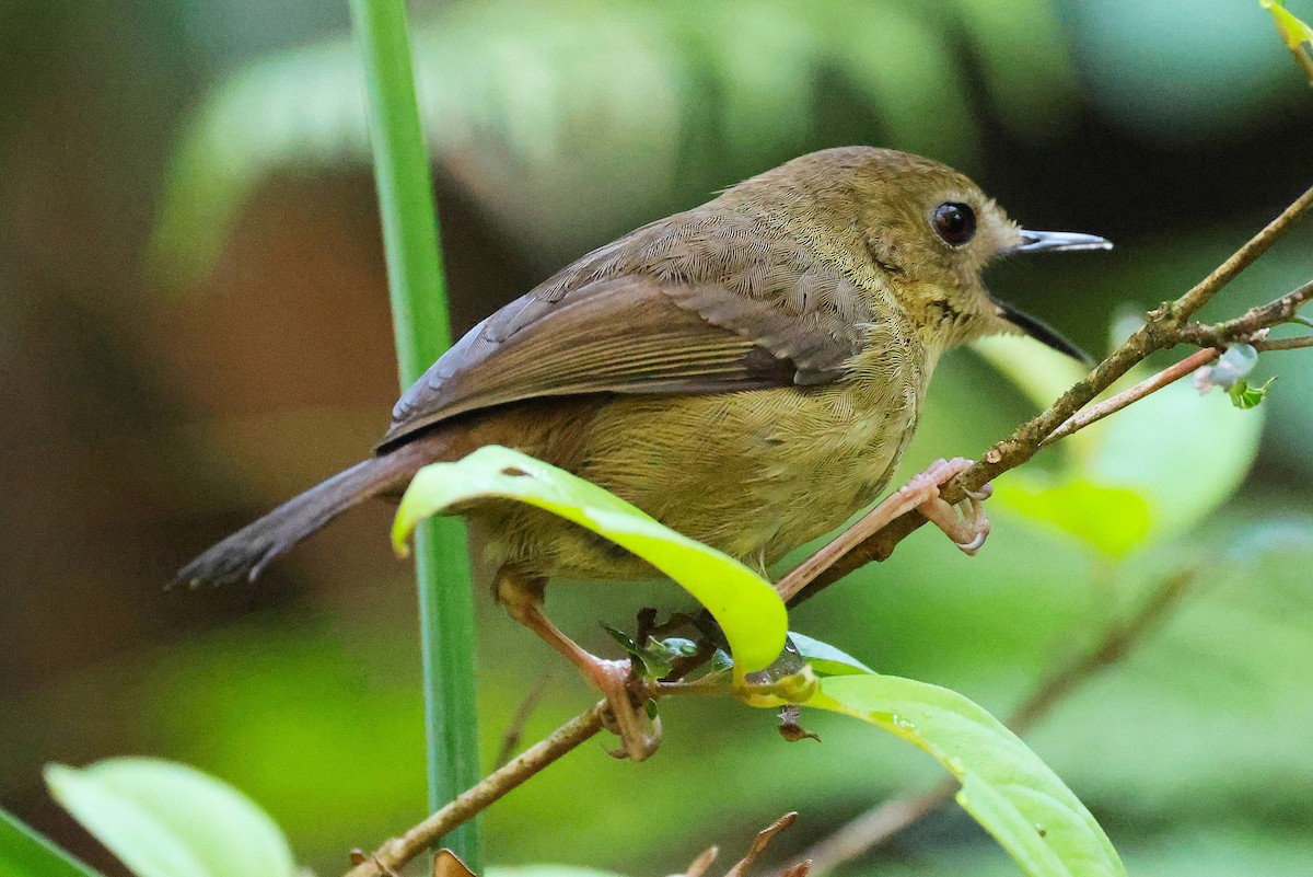 Séricorne de l'Atherton - ML645372695