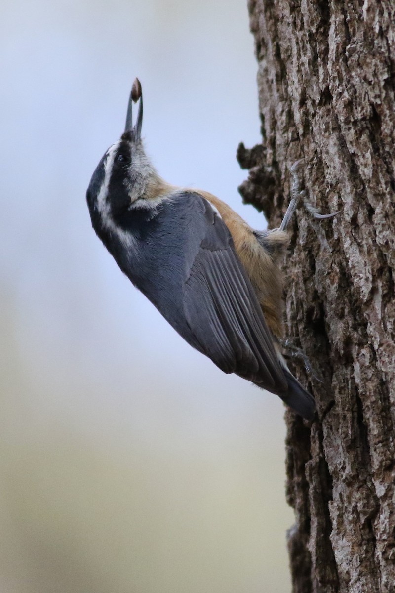 Red-breasted Nuthatch - ML645372718