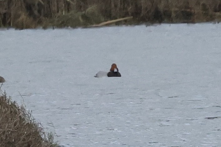 Redhead - ML645372728