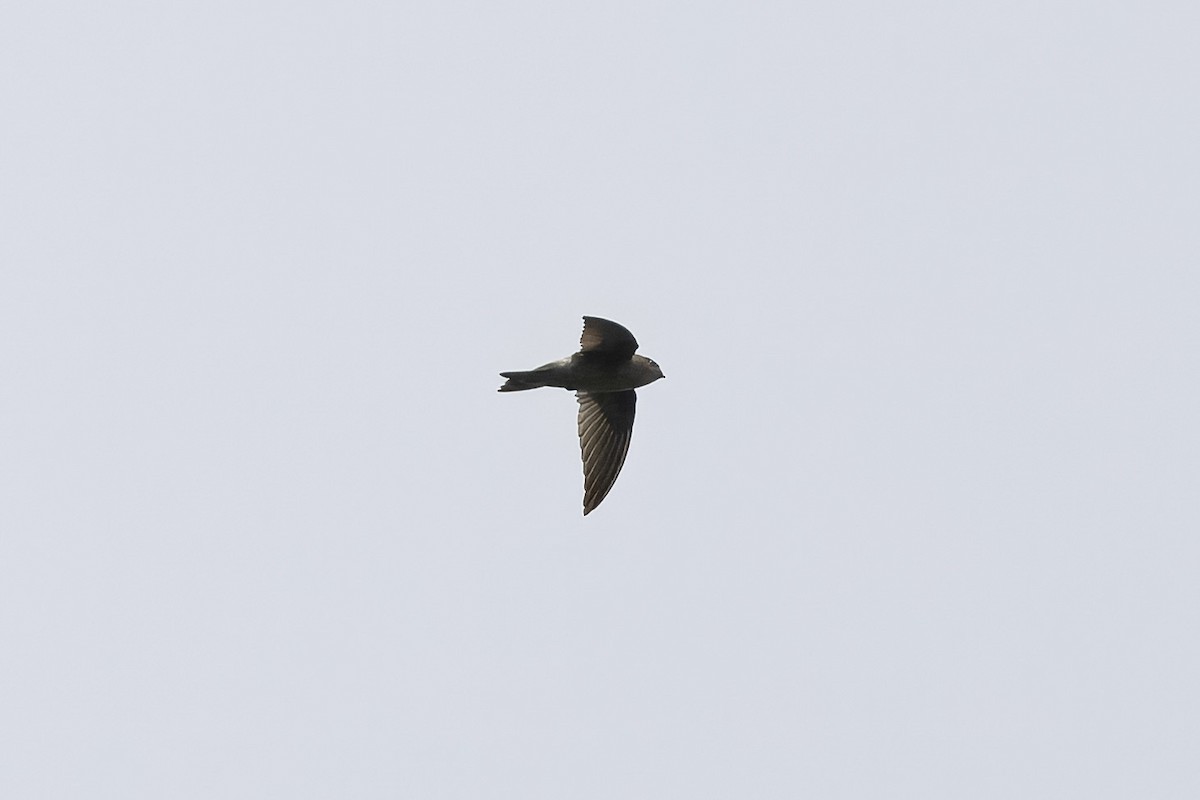 dark swiftlet sp. - ML645372736