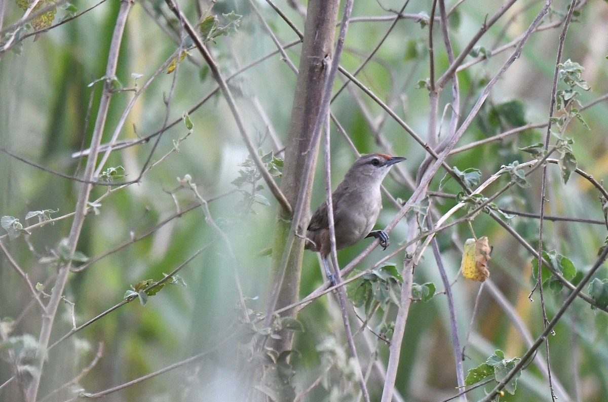 Rufous-fronted Thornbird (Rufous-fronted) - ML645372738