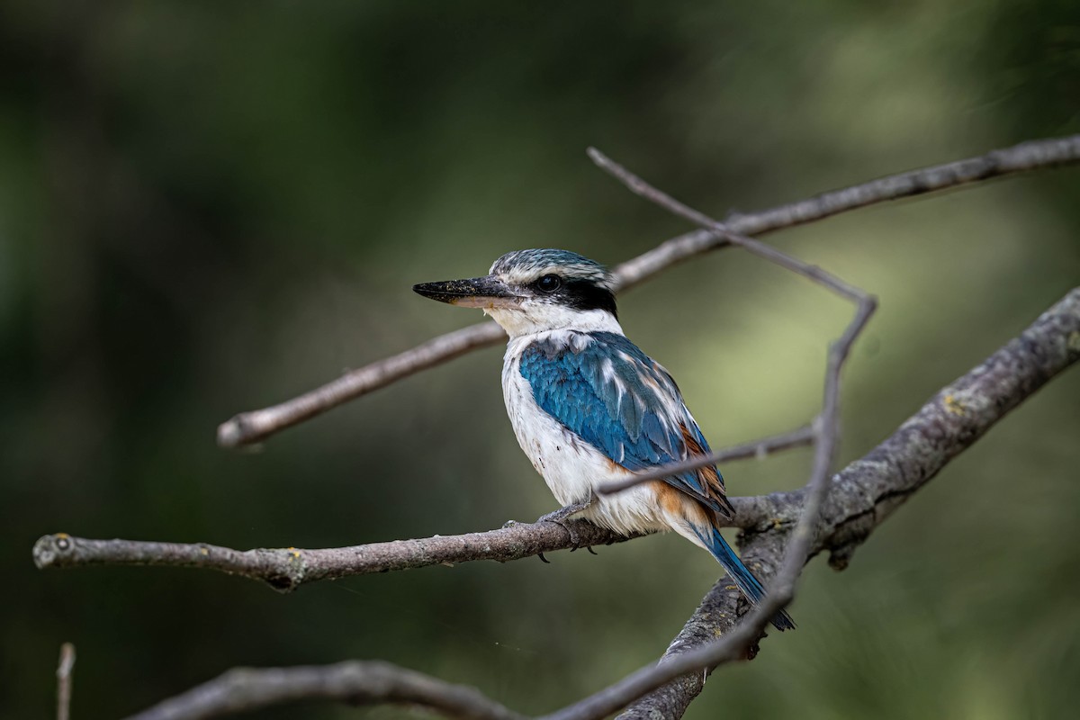 Rotbürzelliest - ML645372741